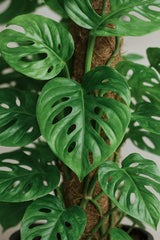 Monstera Monkey Leaf mit Moosstab Ø:27 H:160 cm