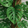 Monstera Monkey Leaf mit Moosstab Ø:27 H:160 cm