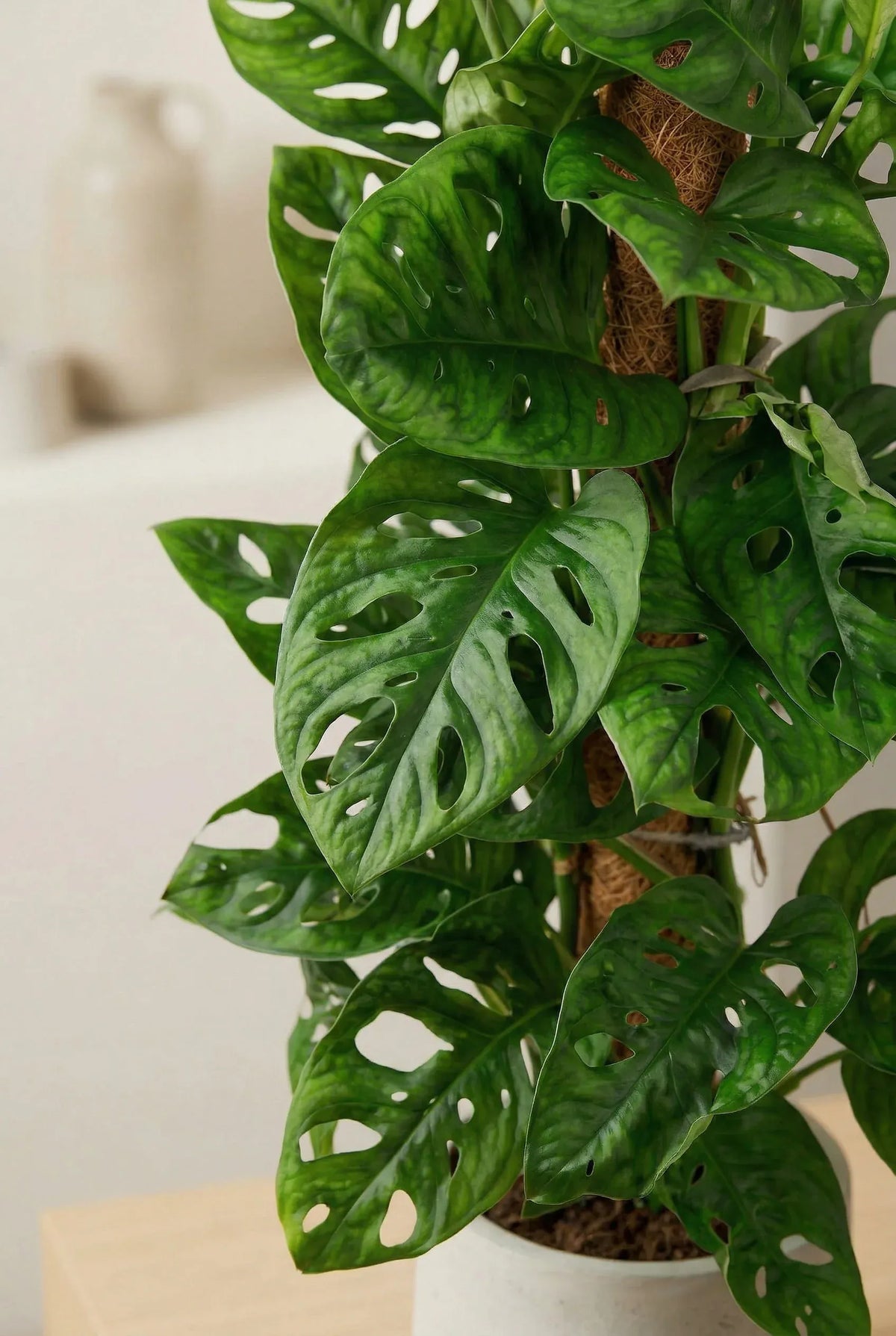 Monstera Monkey Leaf – Trendige Zimmerpflanze mit Lochblättern