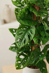 Monstera Monkey Leaf mit Moosstab - Finestgreen