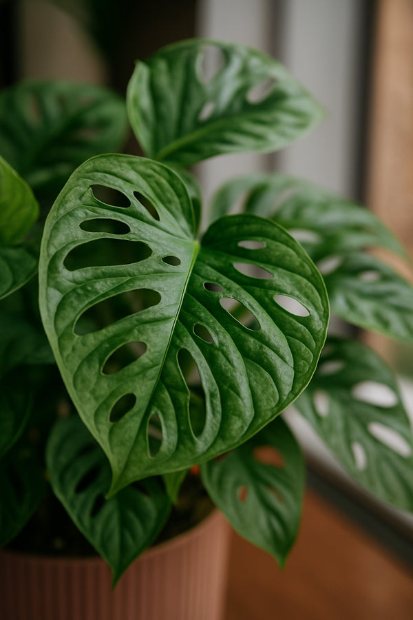 Monstera Obliqua Ø:12 H:25 cm