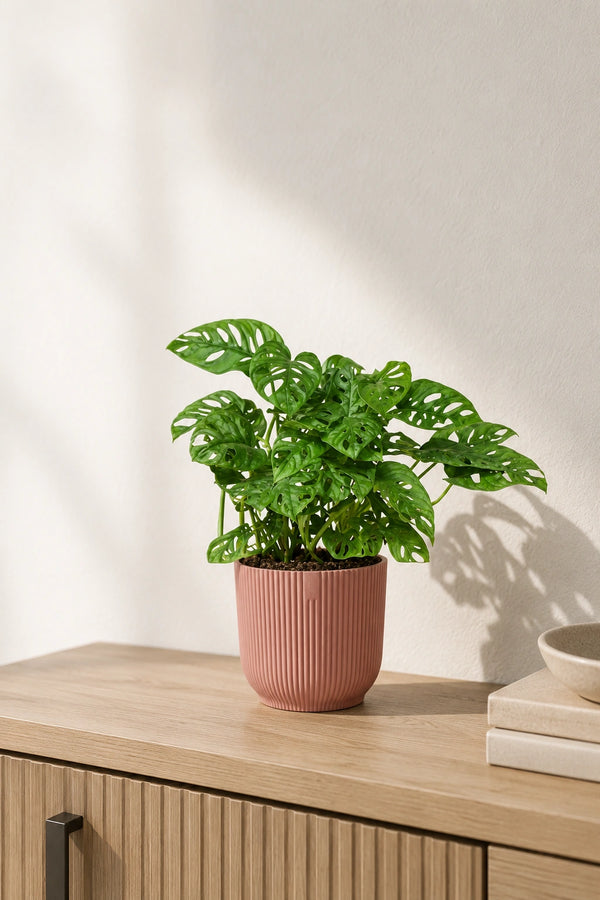 Monstera Obliqua - Monstera Adansonii Mini