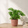 Monstera Obliqua