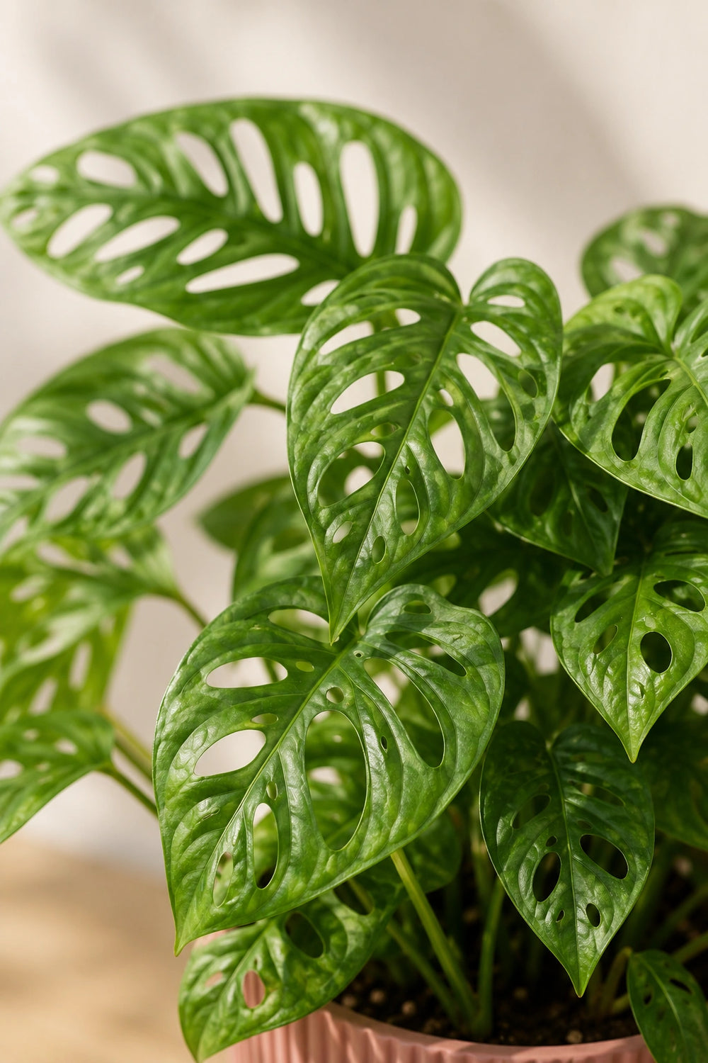 monstera for sale Monstera 'Thai Constellation' | Indoor Plant | Tropical Plant main image 0