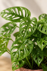 Monstera Obliqua