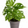 Monstera Obliqua