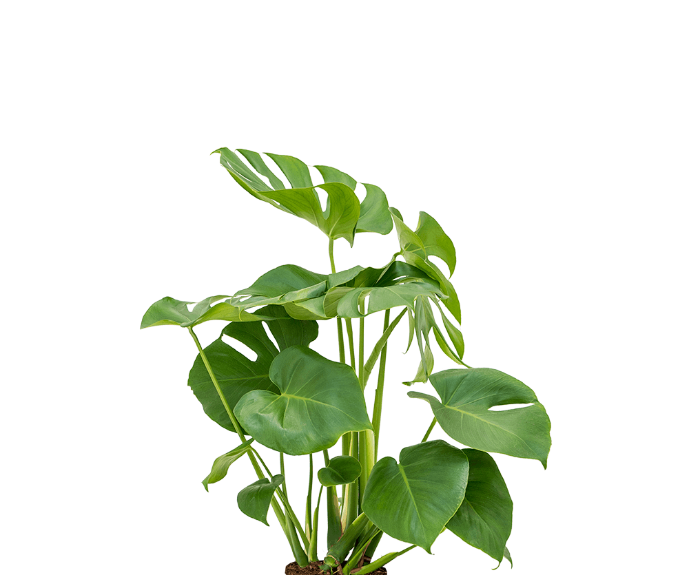 monstera deliciosa kaufen Fensterblatt kaufen - Monstera deliciosa Zimmerpflanze Ø:17 H:60 cm