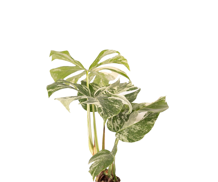 Monstera Deliciosa Variegata Ø:15 H:45 cm