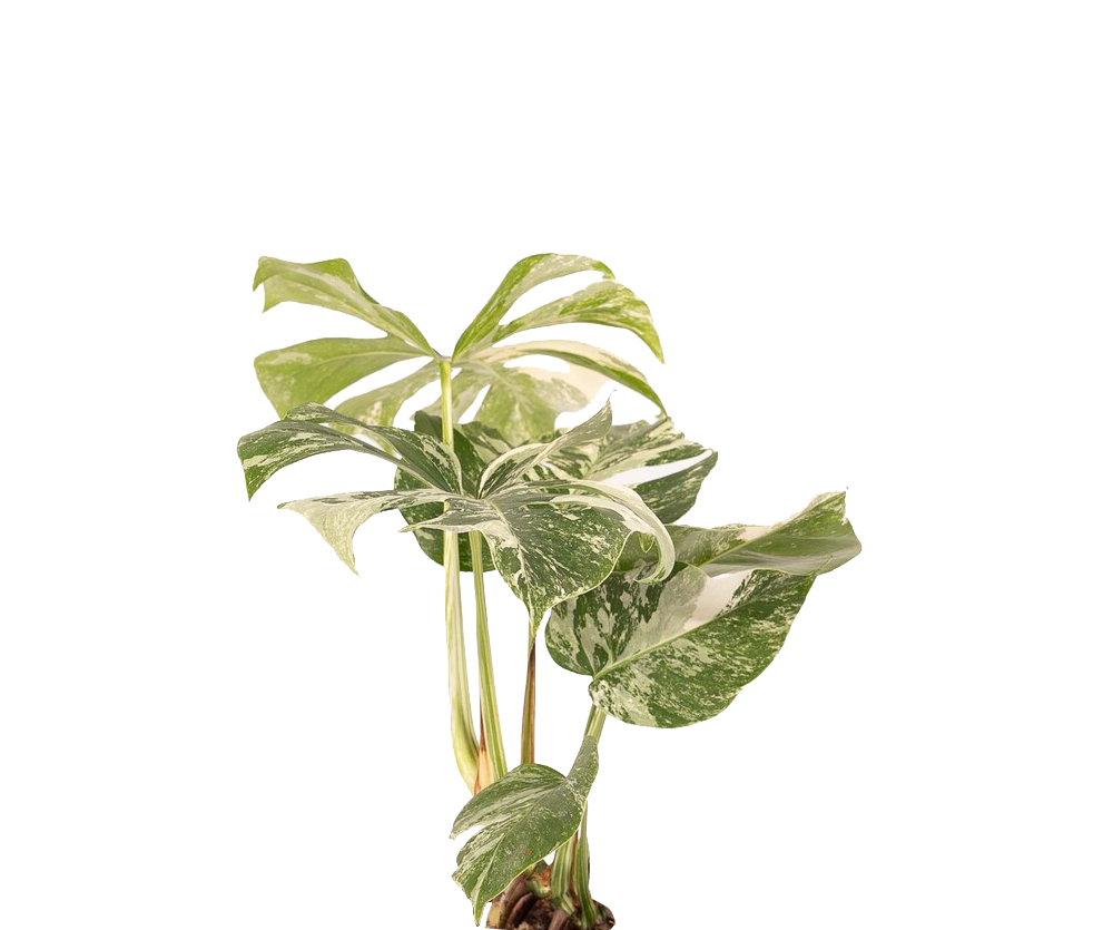 Monstera Deliciosa Variegata Ø:15 H:45 cm