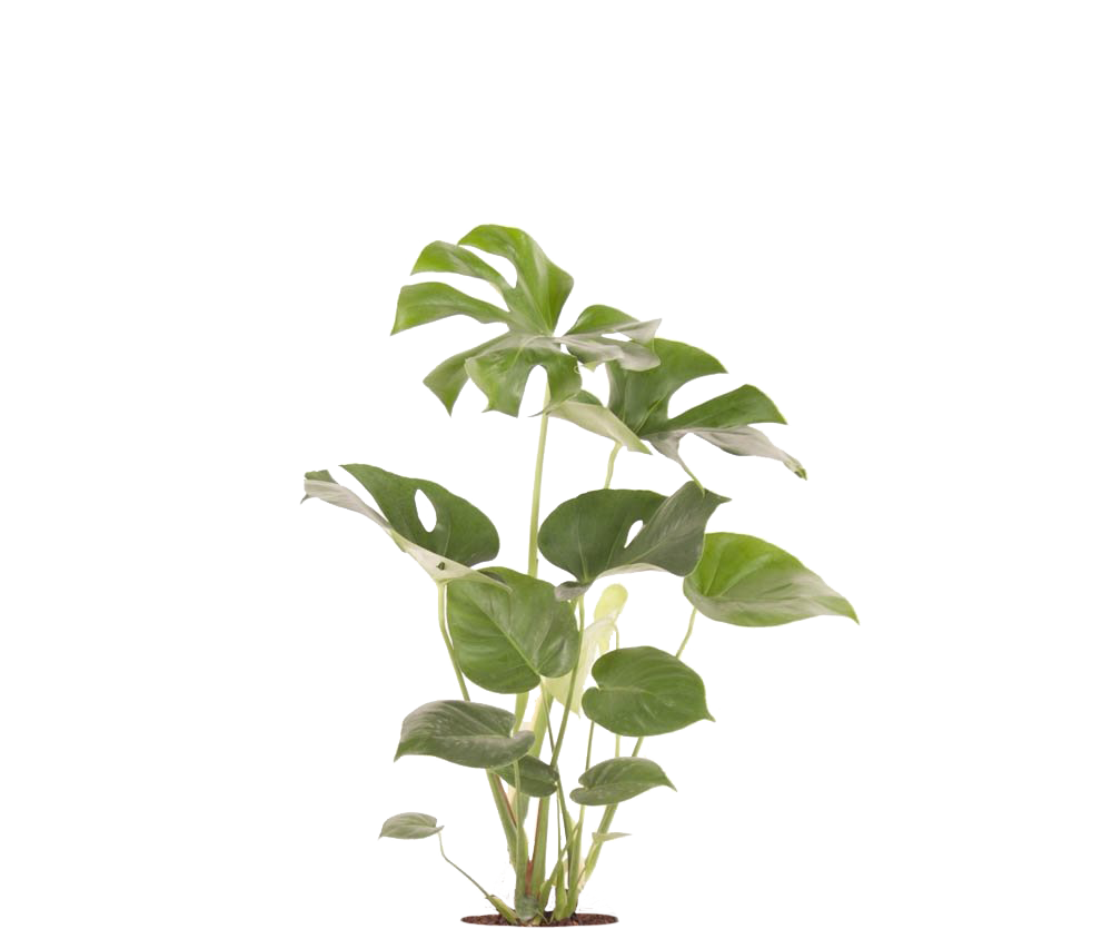 monstera deliciosa kaufen Fensterblatt kaufen - Monstera deliciosa Zimmerpflanze Ø:21 H:70 cm