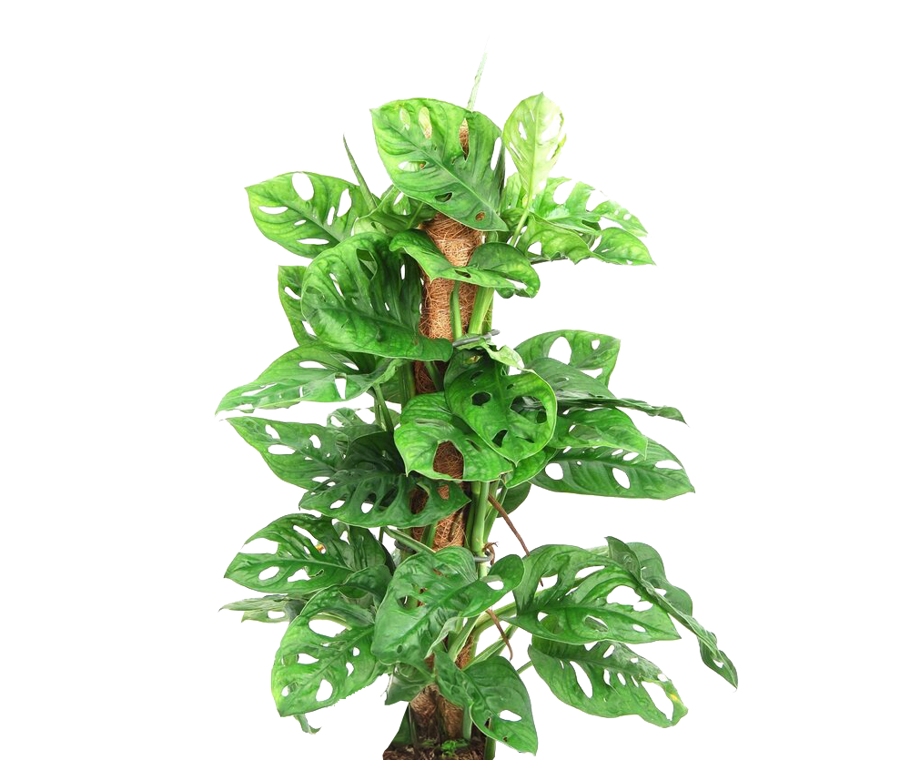 Monstera Monkey Leaf mit Moosstab Ø:16 H:65 cm