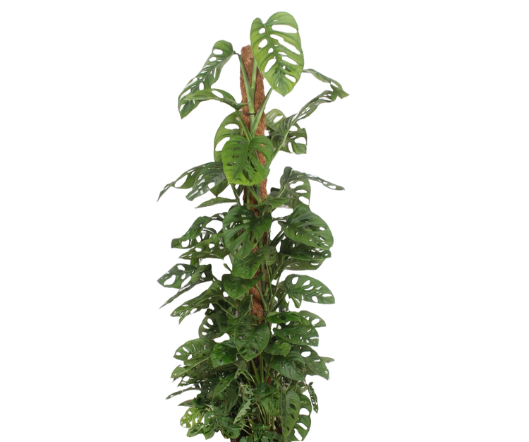 Monstera Monkey Leaf mit Moosstab Ø:27 H:160 cm