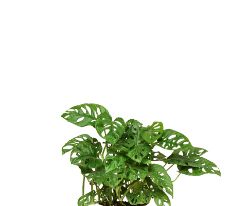 Monstera Obliqua Ø:12 H:25 cm