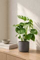 Monstera deliciosa