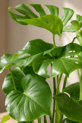 Monstera deliciosa