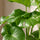 Monstera deliciosa
