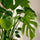 Monstera deliciosa