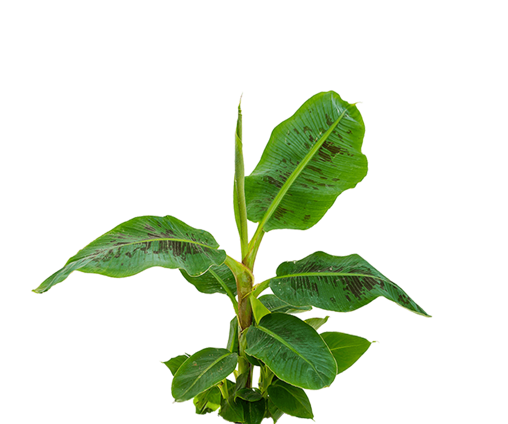 Musa 'Dwarf Cavendish' - Zwergbanane Ø:21 H:95 cm