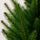 Picea Glauca December - Zwergfichte Ø:26 H:90 cm
