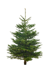 Echte Nordmanntanne 150–175 cm – Premium Weihnachtsbaum