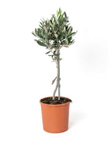 Olivenbaum auf Stamm (Olea europaea) im Kulturtopf Ø 14 cm, ca. 50 cm hoch – freigestellt
