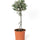 Olivenbaum auf Stamm (Olea europaea) im Kulturtopf Ø 14 cm, ca. 50 cm hoch – freigestellt