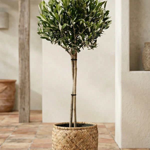olivenbaum groupon Olivenbaum Ø:22 H:100 cm - Pflanzen online kaufen