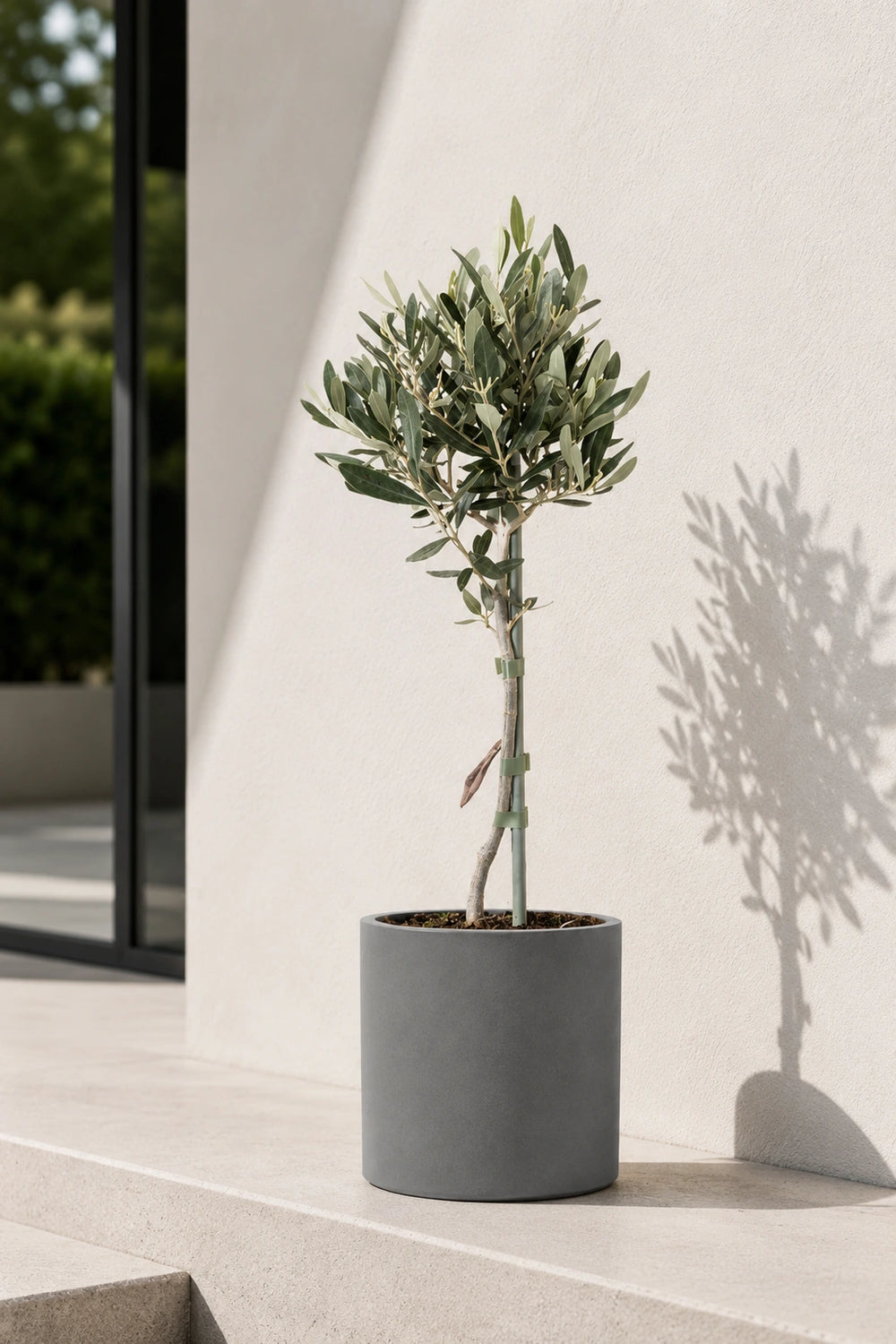 Olivenbaum kaufen - Mediterrane Olea Europaea Ø:14 H:50 cm