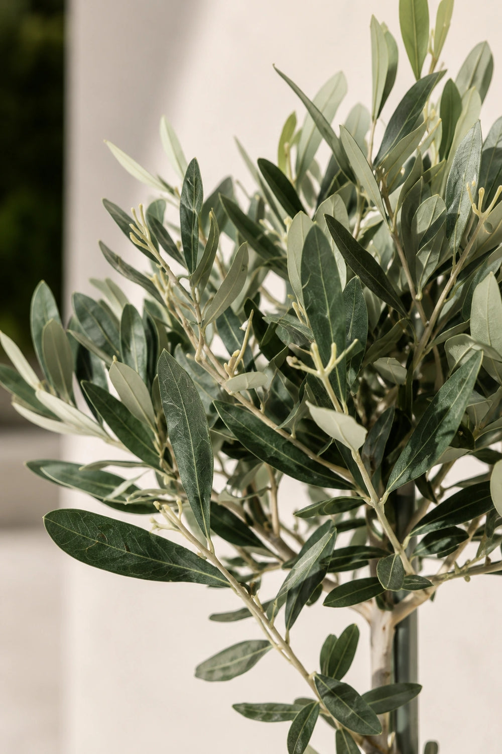 Olivenbaum kaufen - Mediterrane Olea Europaea Ø:14 H:50 cm