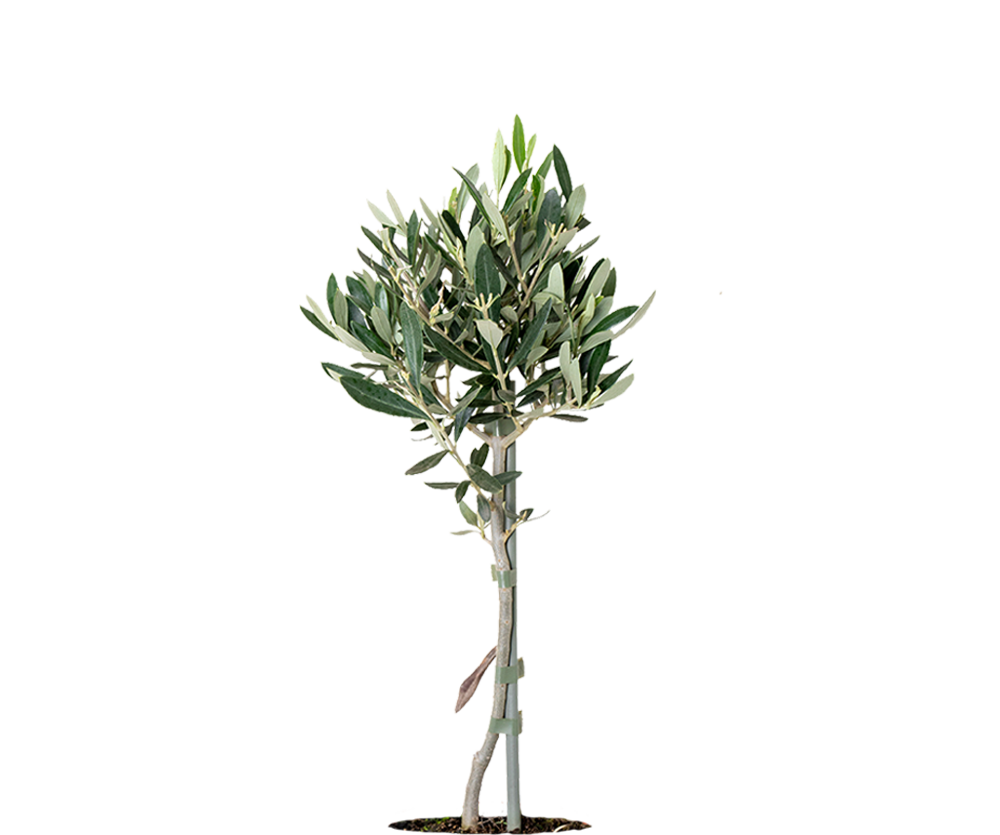 baumarkt olivenbaum Olivenbaum kaufen - Mediterrane Olea Europaea Ø:14 H:50 cm