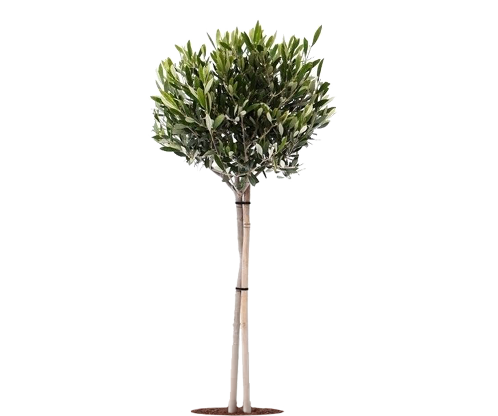 Olivenbaum Ø:22 H:100 cm