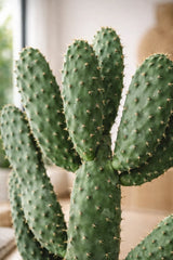 Feigenkaktus - Opuntia Consolea Ø:17 H:55 cm