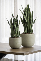 Sansevieria Künstlich H: 70cm - Finestgreen