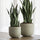 Sansevieria Künstlich H: 85cm - Finestgreen