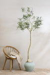 Queensland bottle Baum Kunstpflanze L 200cm