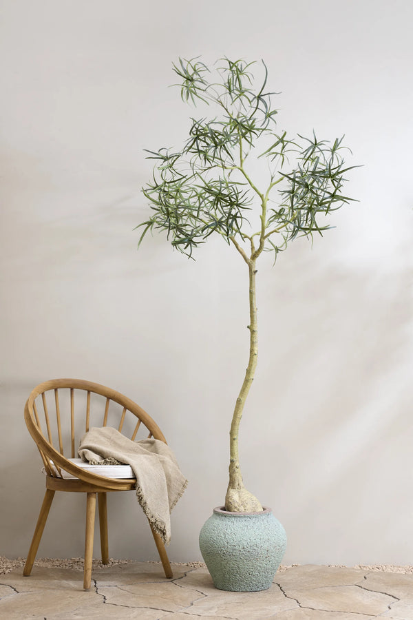 Queensland Bottle Tree künstlich, H: 200cm