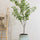 Ginko Biloba Baum Kunstpflanze L 180cm - Finestgreen