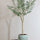 Olivenbaum Kunstpflanze XL 240cm - Finestgreen