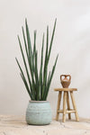 Sansevieria Cylindrica Kunstpflanze L 180cm