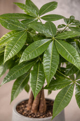 Pachira Aquatica - Glückskastanie Ø:12 H:45 cm