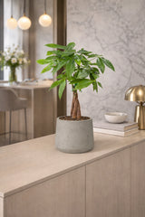 Pachira Aquatica - Glückskastanie Ø:12 H:45 cm