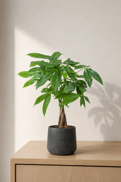 Pachira Aquatica – Glückskastanie Ø:12 H:45 cm