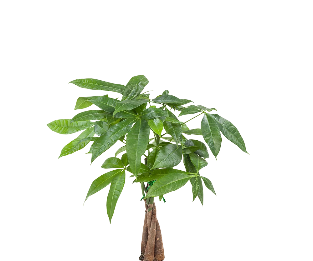 Pachira Aquatica - Glückskastanie Ø:12 H:45 cm