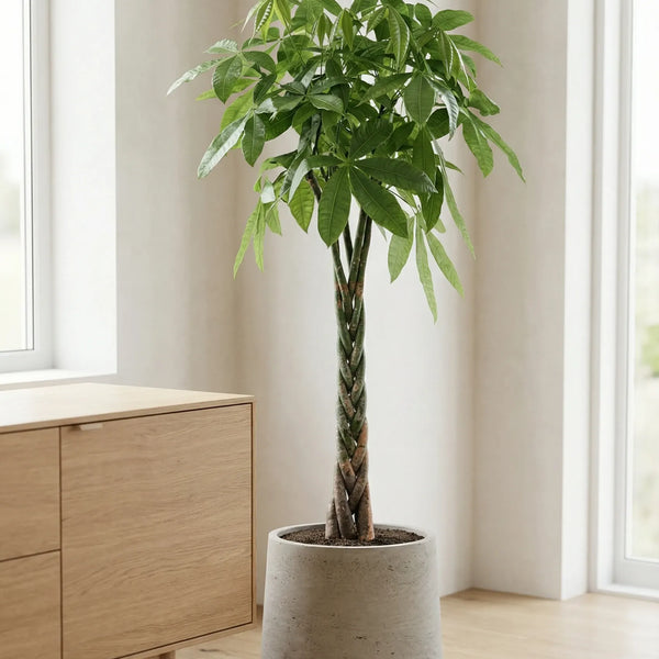 Pachira aquatica (mit geflochtenem Stamm) H:130cm - Pflanzen sicher zu dir  nach Hause