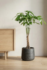 Pachira aquatica - Glückskastanie Ø:21 H:80 cm Finestgreen 