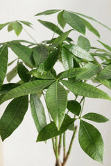 Pachira aquatica - Glückskastanie Ø:21 H:80 cm Finestgreen 