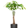 Pachira aquatica - Glückskastanie Ø:19 H:80 cm