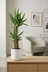 Palmlilie - Yucca Ø:17 H:80 cm Finestgreen 