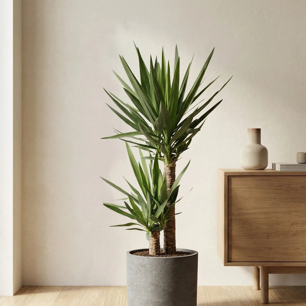 graue palmlilie kaufen Palmlilie - Yucca Ø:21 H:100 cm