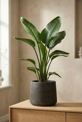 Patt Black Washed Finestgreen 